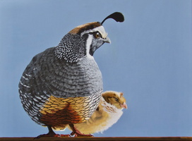 California Quail And Chick